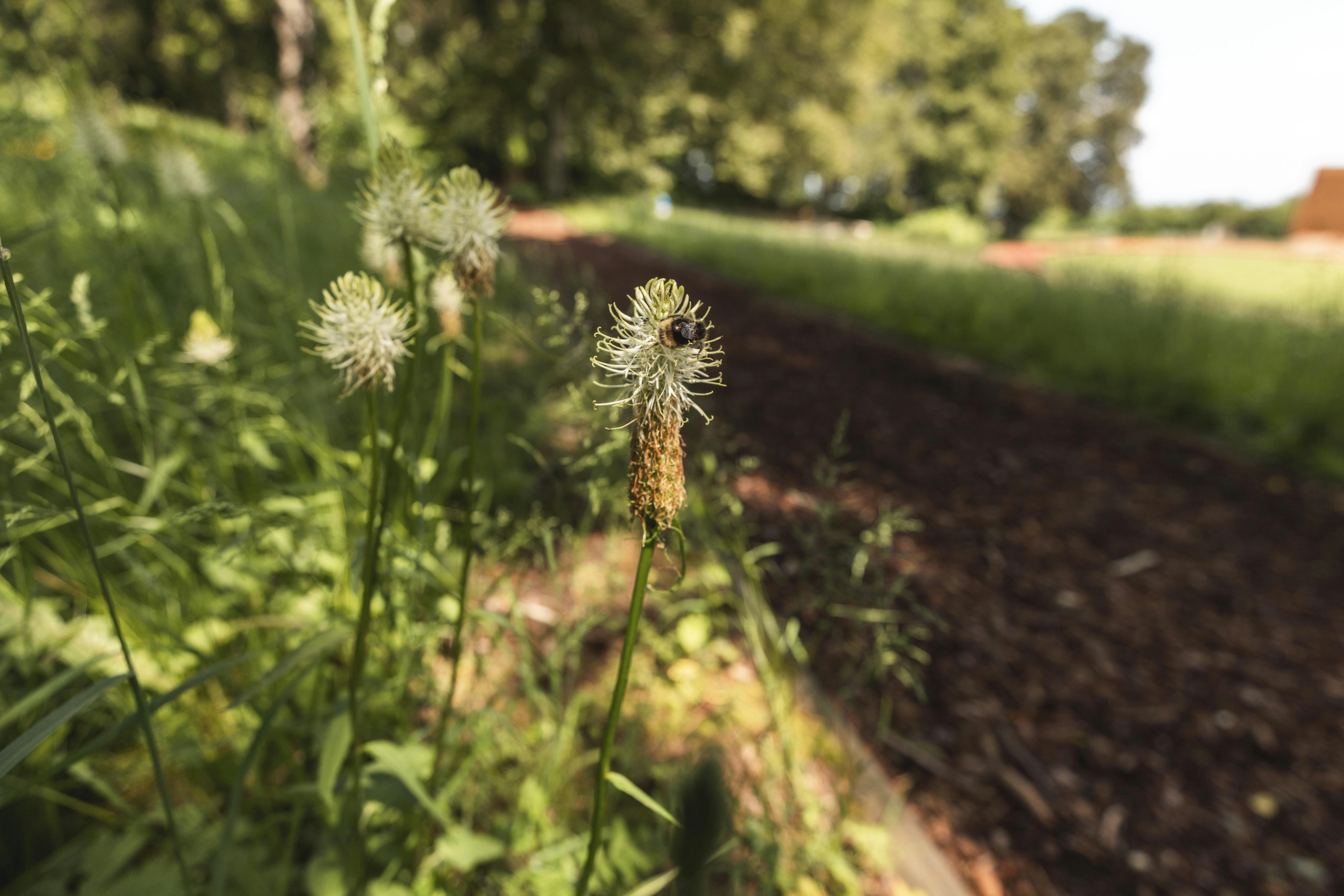 Beispiel für Biodiversitätsmaßnahmen am Lärchenplatz. Shooting für das Voilà.
Foto: BASPO / Charlène Mamie