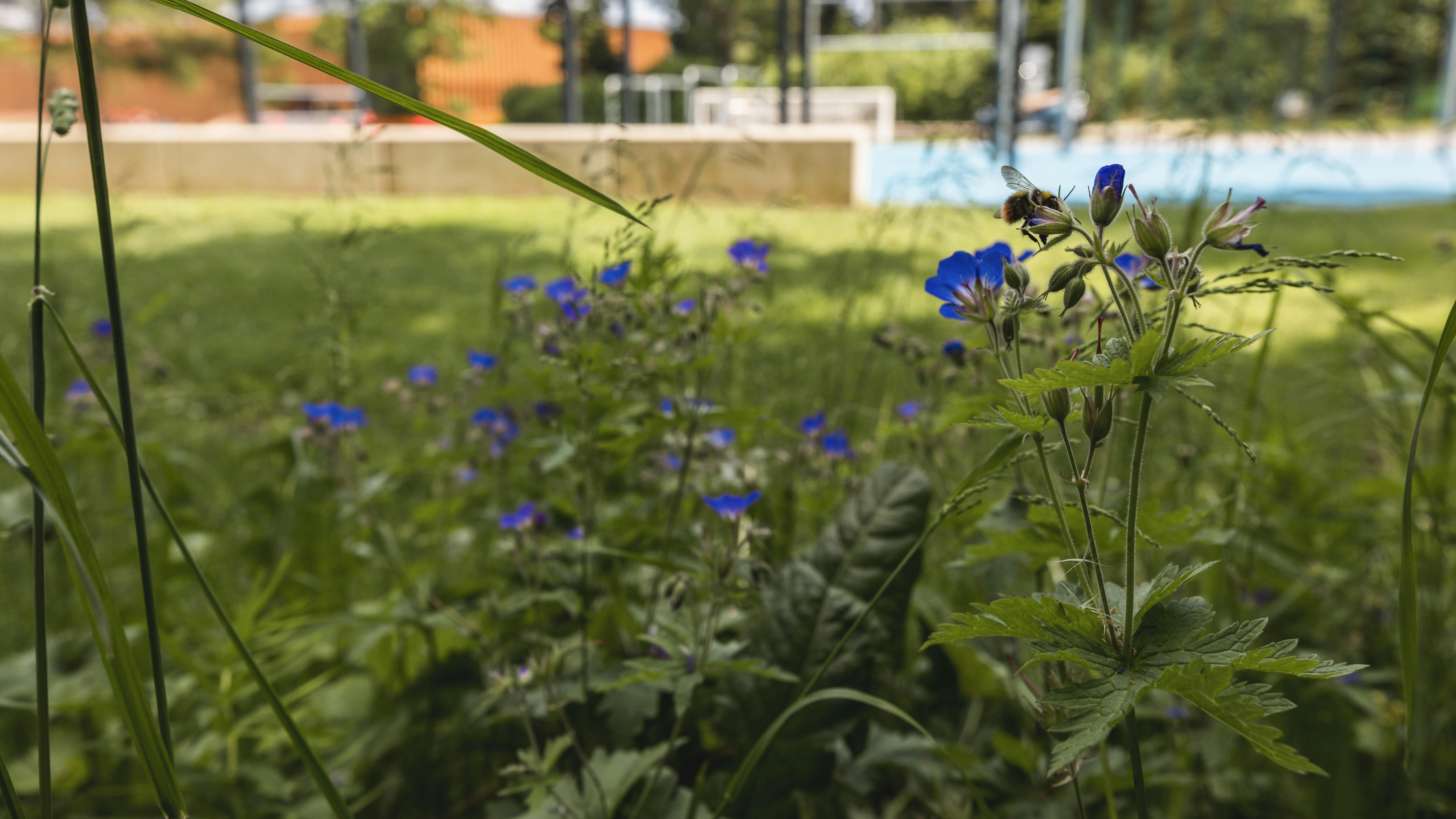 Beispiel für Biodiversitätsmaßnahmen am Lärchenplatz. Shooting für das Voilà.
Foto: BASPO / Charlène Mamie