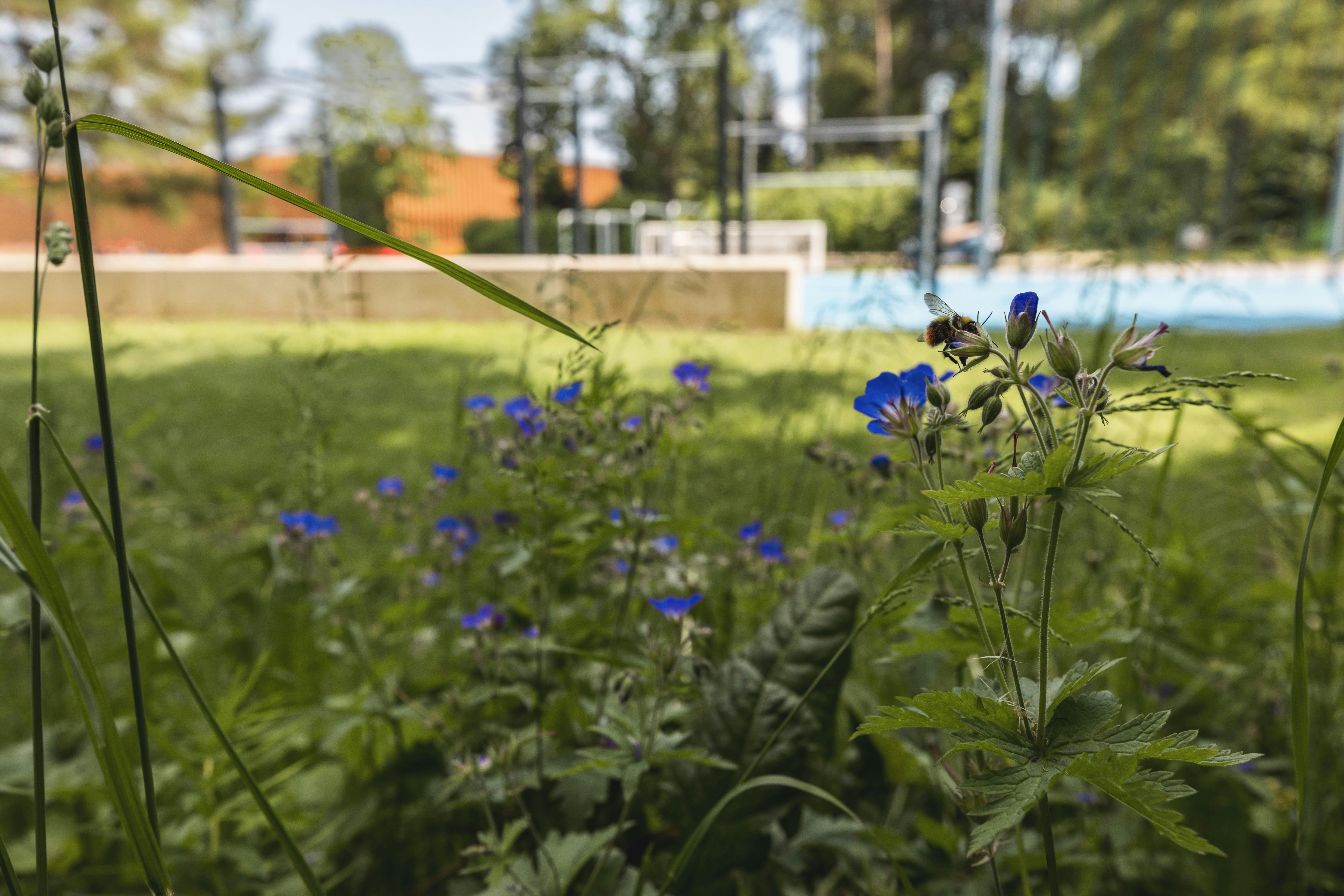 Beispiel für Biodiversitätsmaßnahmen am Lärchenplatz. Shooting für das Voilà.
Foto: BASPO / Charlène Mamie