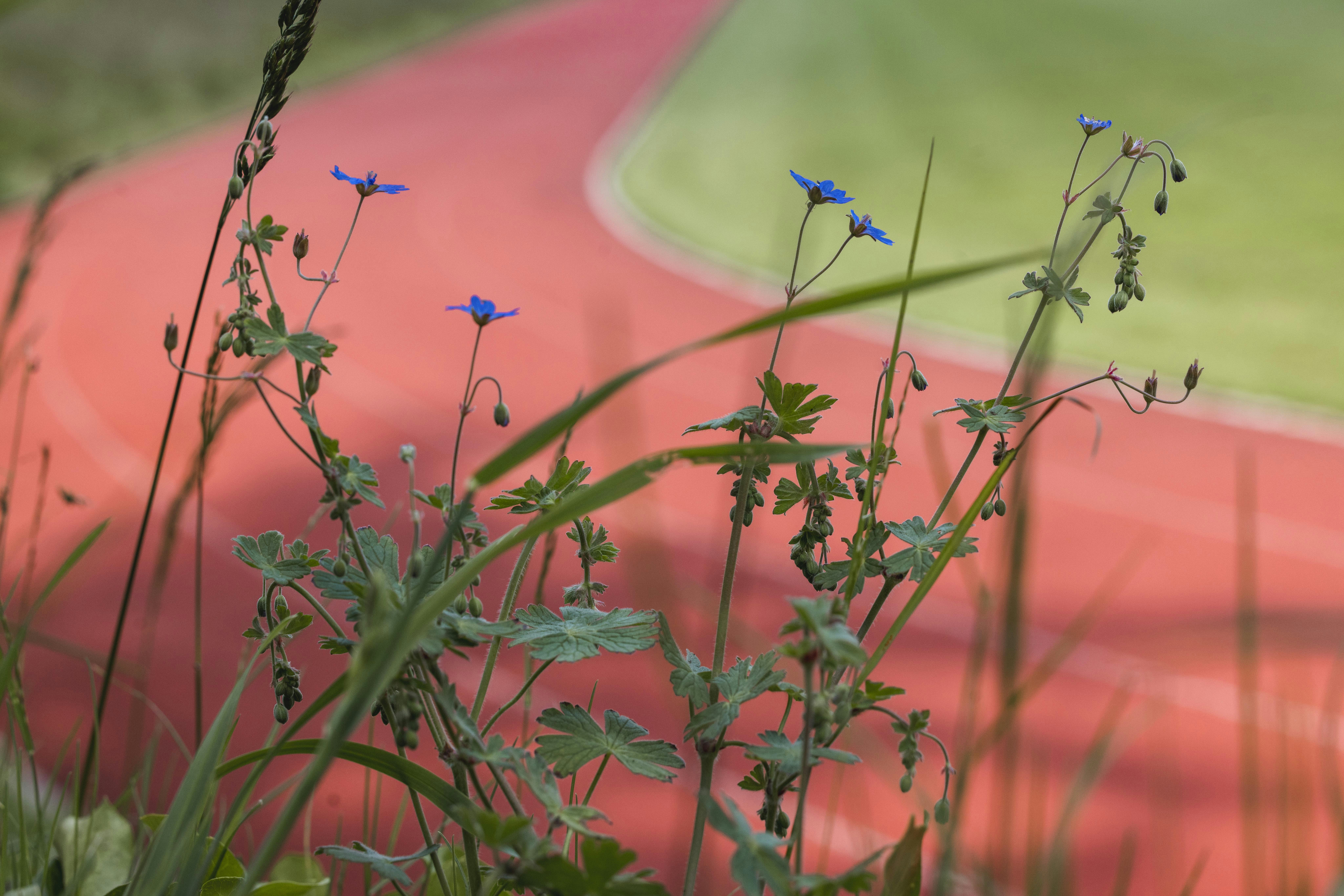 Beispiel für Biodiversitätsmaßnahmen am Lärchenplatz. Shooting für das Voilà.
Foto: BASPO / Charlène Mamie