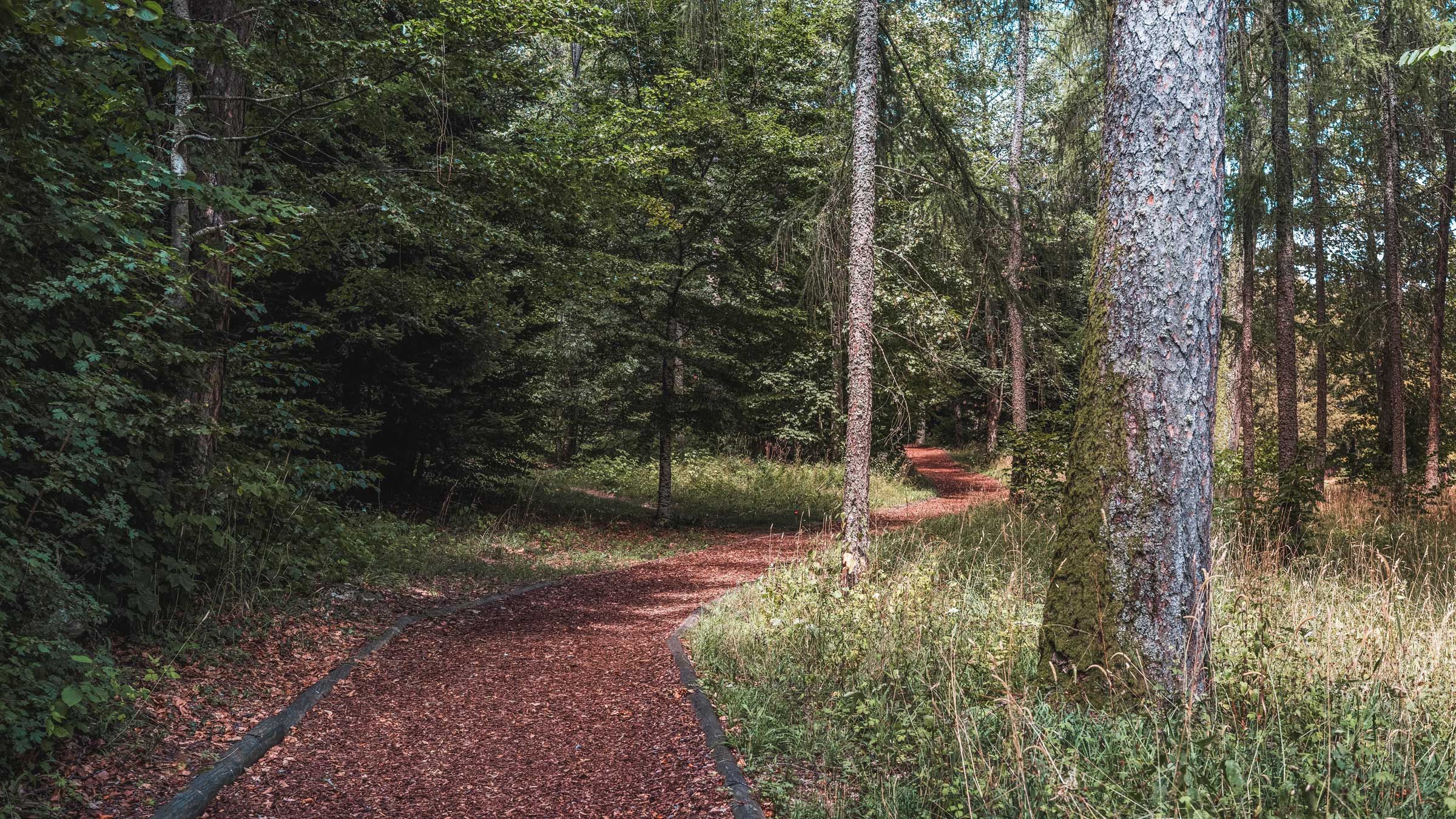 Eine Finnenbahn führt durch den Wald.