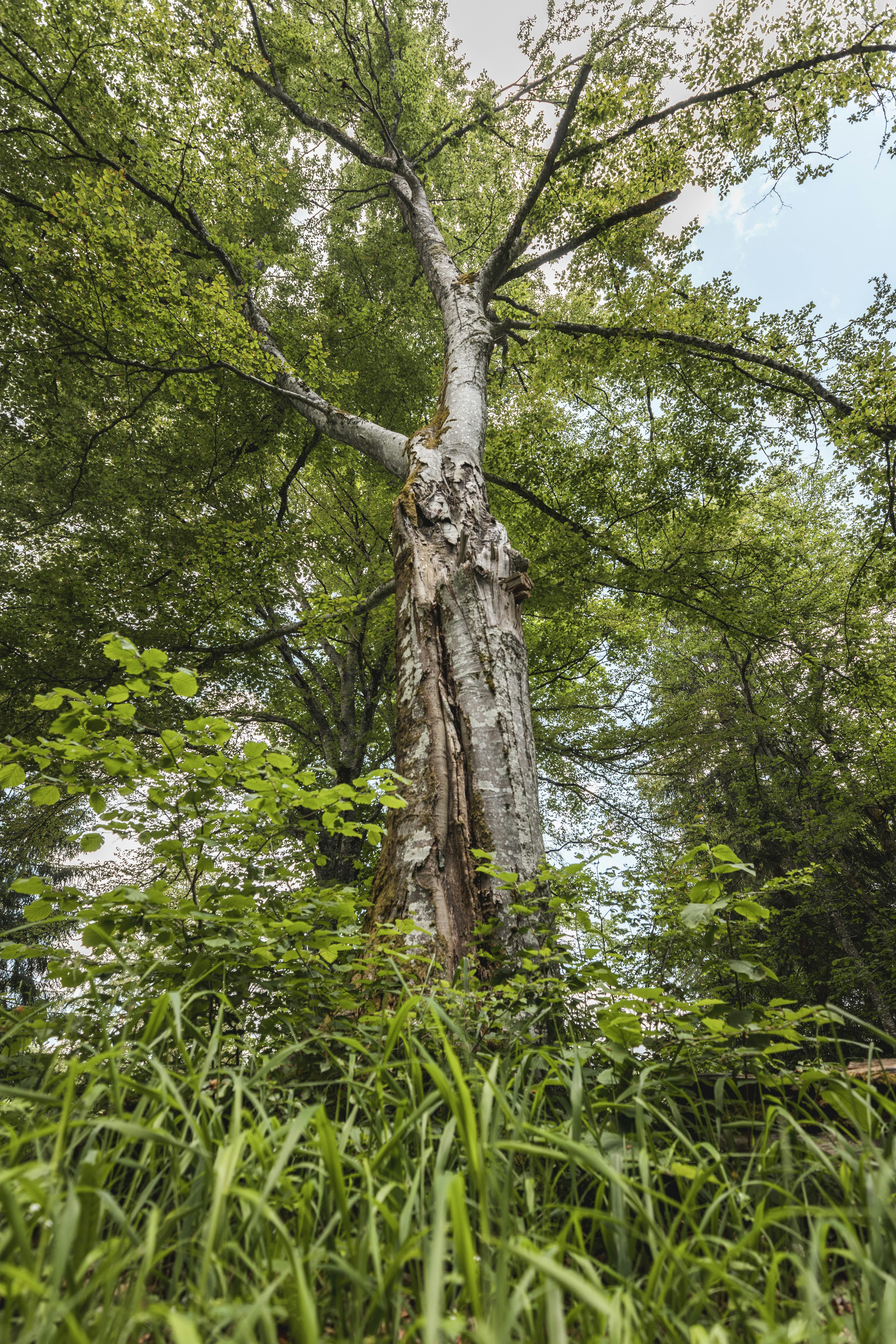 Beispiel für Biodiversitätsmaßnahmen am Lärchenplatz. Shooting für das Voilà.
Foto: BASPO / Charlène Mamie